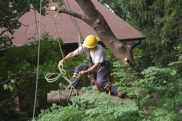 How Our Tree Care Process Works  in  Edgar, WI